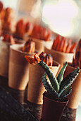 Reihe kleiner Terrakotta-Blumentöpfe, gefüllt mit Buntstiften, vor einem blühenden Stachelkaktus