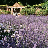 Outdoor furniture in brick pergola with field of lavender
