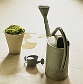 Large and small watering cans with plant pot and moss
