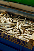 Frische Sardinen im Verkauf auf dem Boqueria-Markt in Barcelona