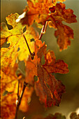 Vine leaves in Autumn near Rioja
