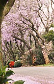 Blühende Jacaranda-Bäume in einem Vorort von Johannesburg