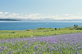Meadow of bluebells against backdrop of sea and hills