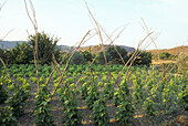 Feld mit Bohnenpflanzen in der Rioja-Landschaft bei Aguilar in Andalusien, Spanien