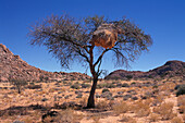 Weaver bird's nest on a tree in the Namib-Naukluft Park