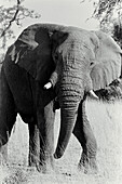 Afrikanischer Elefant im Krüger-Nationalpark