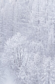 Detail eines neblig-weiß verschneiten Kiefernwaldes