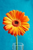 Bright orange Gerbera Daisy flower against a turquoise background