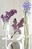 Purple lilac sprays (Syringa Vulgaris) and bluebells (Hyacinthoides non-Scripta) in glass vases
