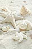 Group of seashells on a fur throw