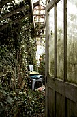 View into an overgrown and derelict greenhouse