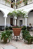 Innenhofgarten in Riad mit Säulen und Linde und blühenden Topfpflanzen