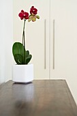 Potted red Orchid on a polished wood surface beside a cupboard door
