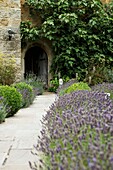 Lavender growing beside paved path in walled garden