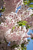 Sunlit Cherry blossom (sakura) flowering in London   UK