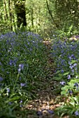 Flowering bluebells (Hyacinthoides non-scripta) and woodland path   London   UK