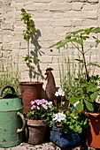 Pot plants and garden ornaments at home exterior,  Ashford,  Kent,  England,  UK