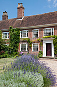 Red brick Georgian style house with climbing plants and lavender in front garden