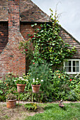 Terracotta plant pots with brick chimney breast in Ashford cottage garden  Kent  UK