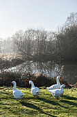 White geese at lakeside in early morning  Kent  England  UK