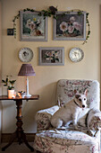 Dog on armchair with Christmas garlands in East Sussex coach house  England  UK