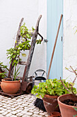 terracotta flowerpots with broom and vintage trolley in Castro Marim courtyard, Portugal
