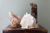 Seashells and pinecones in vase on wooden table in Amberley home, West Sussex, England, UK