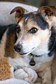 Jack Russell Terrier in edwardianischem Stadthaus in West Sussex England UK