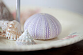 Seashells in coastal beach house West Sussex UK