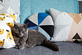 Graue Katze mit Kissen auf Sofa in Londoner Einfamilienhaus, England, UK