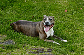 panting dog sits on grass in Brabourne,  Kent,  UK