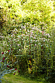 Flowering plants in Brabourne garden,  Kent,  UK