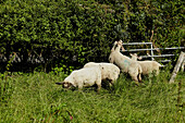 Schafe grasen auf einem Feld in Brabourne, Kent, UK