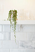 Houseplant and glasses on shelf in tiled kitchen of London home  UK