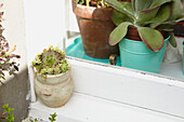 Succulent plants in earthenware pot on windowsill of Alloa home  Scotland  UK