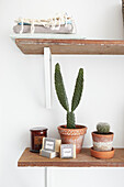 Cacti and soaps on wooden shelf in Sheffield bathroom  Yorkshire  UK