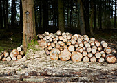 Felled trees in Devon forestry  UK