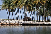 Hut and coconut palms on the backwaters near Alleppey Kerala