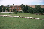 Reihe von Schafen auf einer Wiese vor einem Landhaus in Devon