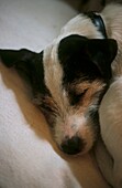 Close up of sleeping dog