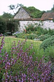 Purple Salvia border in walled garden