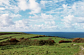 Blick auf ein Feld und die Küste in Cornwall