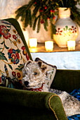 Fox terrier dog sitting in an armchair beside the fire with candles