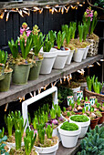 Crocuses in pot plants on wooden shelving