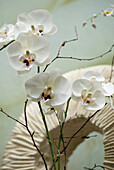 Orchid flower heads