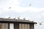 Möwen fliegen vom gewellten Dach eines Strandhauses