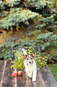 Jack Russell puppy on wooden garden table