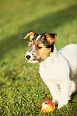 Jack Russell dog on grass of Suffolk country garden