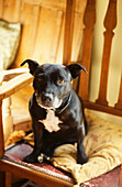 Staffordshire bull terrier sits on chair in Suffolk cottage