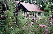 Pink flowers grow in summerhouse garden exterior